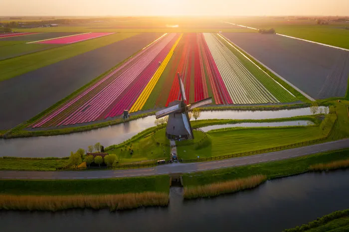 I Capture The Captivating Tulip Fields Of My Beautiful Country