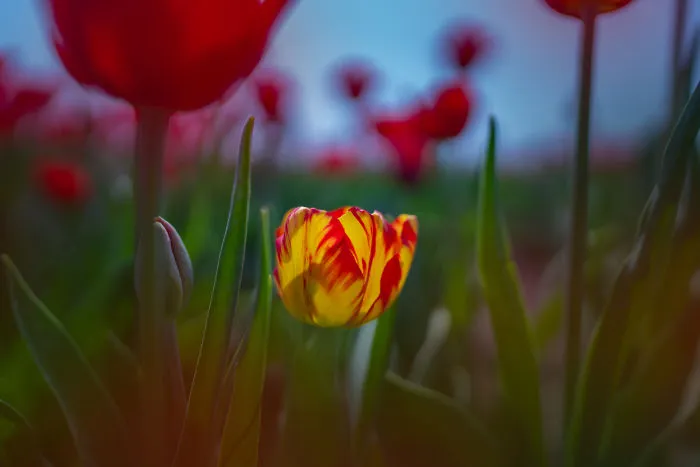 I Capture The Captivating Tulip Fields Of My Beautiful Country