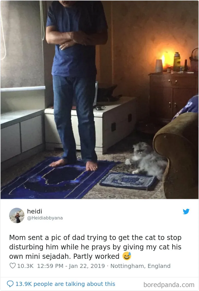 45 Of The Funniest Cat Tweets