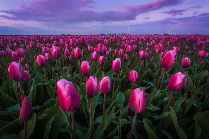 I Capture The Captivating Tulip Fields Of My Beautiful Country