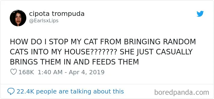 45 Of The Funniest Cat Tweets