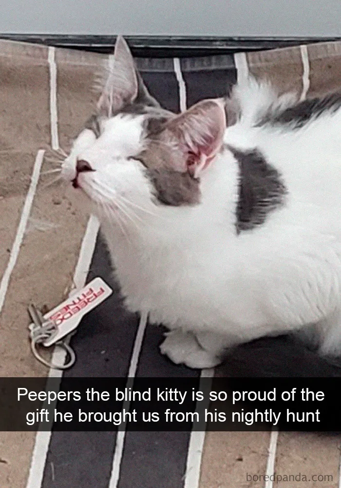40 Hilarious Cat Snapchats That Will Leave You With The Biggest Smile (New Pics)