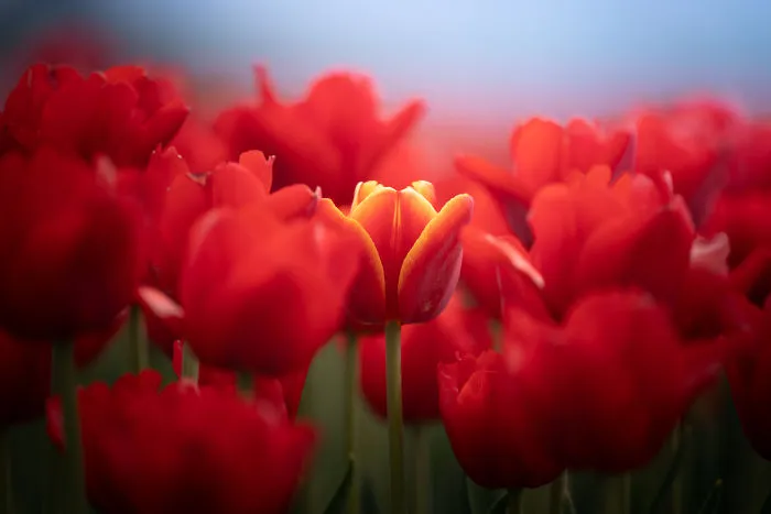 I Capture The Captivating Tulip Fields Of My Beautiful Country