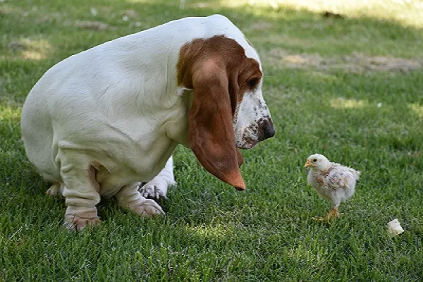Love Dog Images To Celebrate Easter 2019