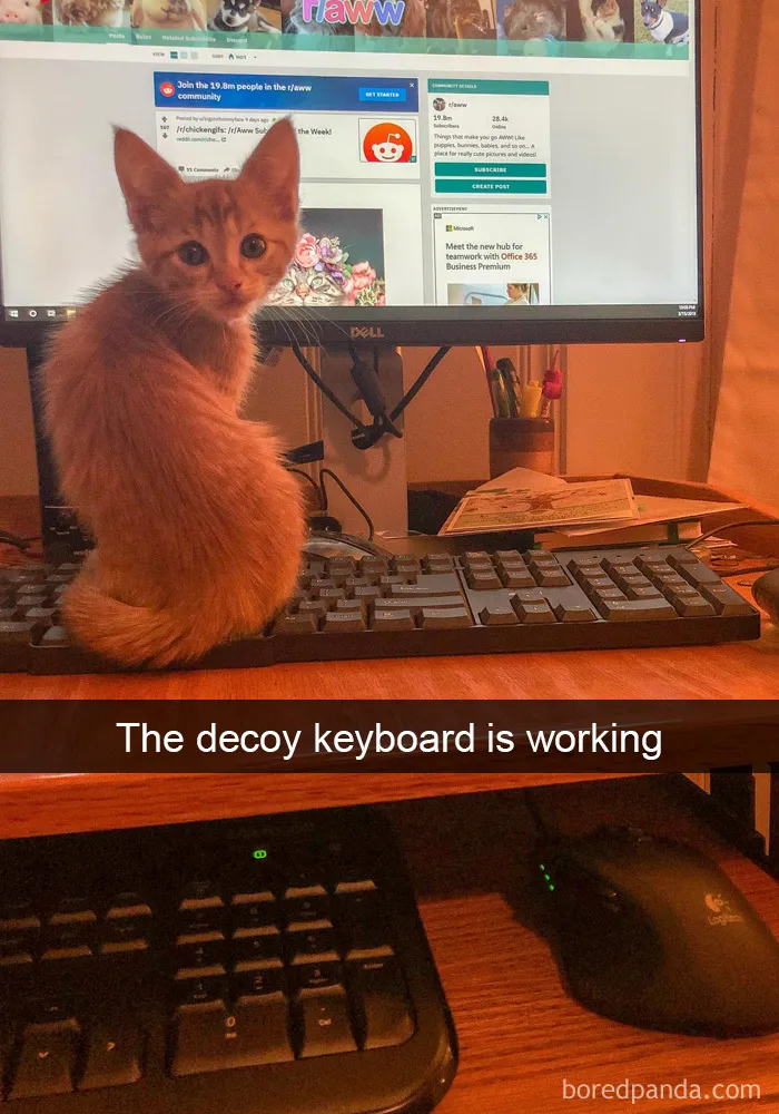 40 Hilarious Cat Snapchats That Will Leave You With The Biggest Smile (New Pics)