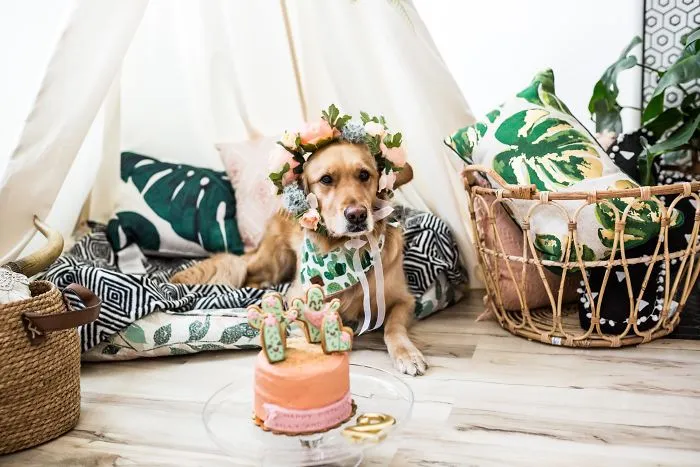 So You Want To Throw An Epic Birthday Pawty?