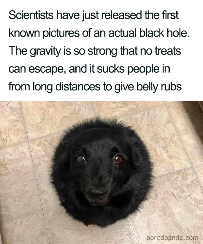 25 Of The Funniest Reactions To The First Ever Image Of The Black Hole