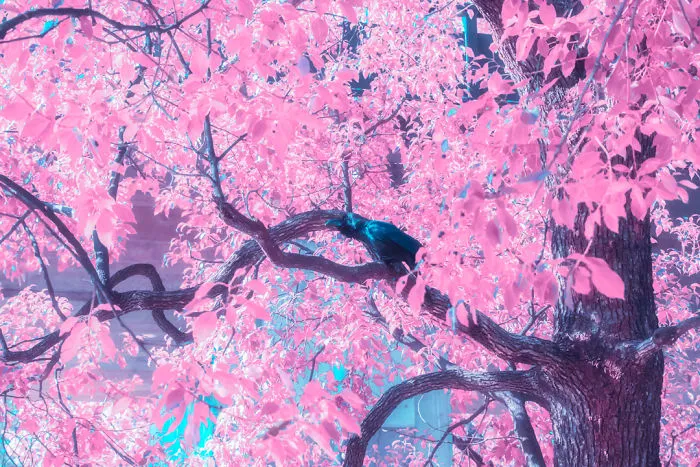 Here's How The World Would Look Like If It Was All Pink