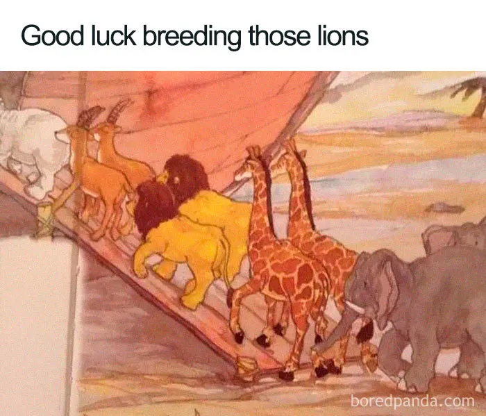 Noah's Arc