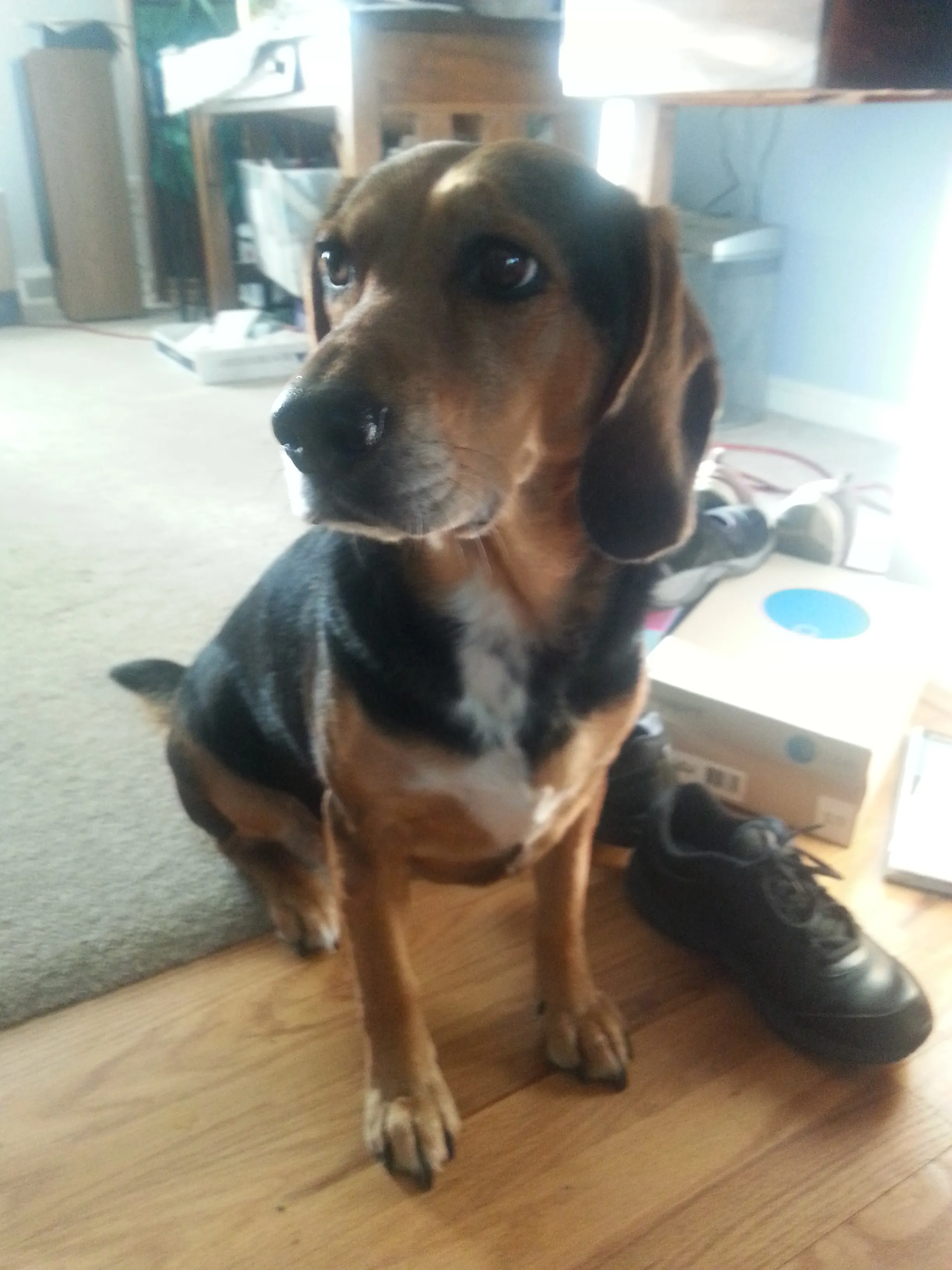 My Furry Babies From The Past 10 Years
