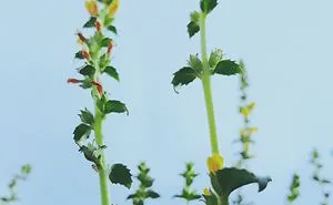 I Just Turn Simple Flowers Into Cool Looking Photography