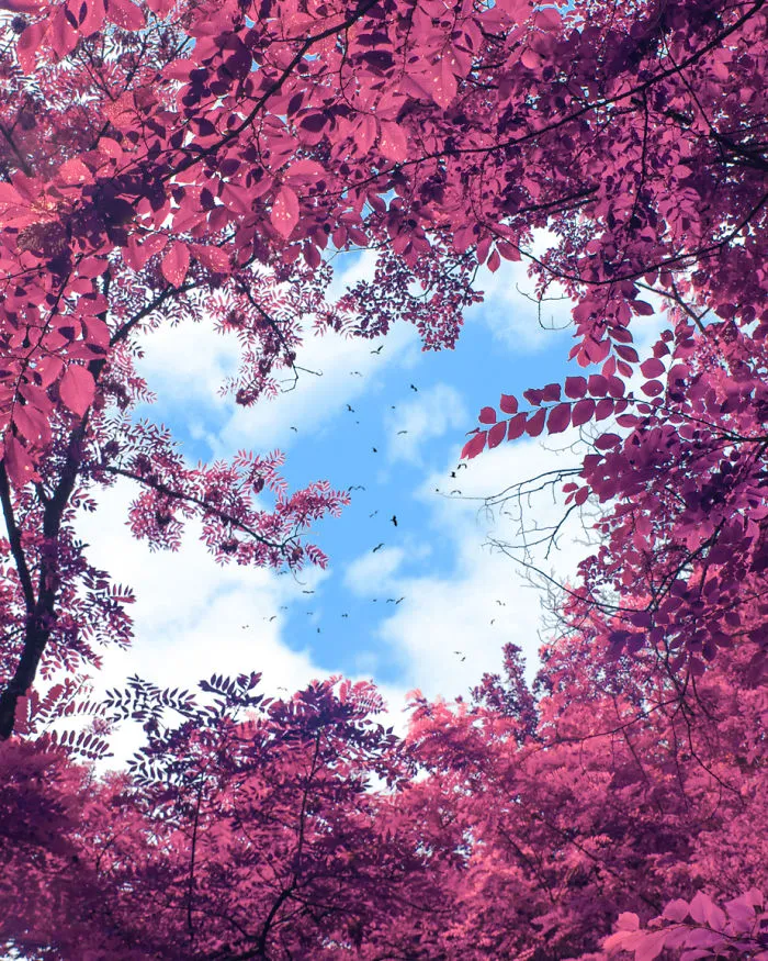 Here's How The World Would Look Like If It Was All Pink