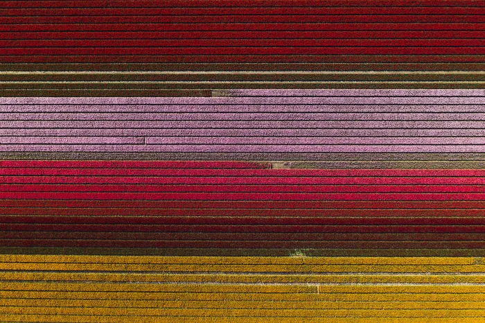 I Capture The Captivating Tulip Fields Of My Beautiful Country