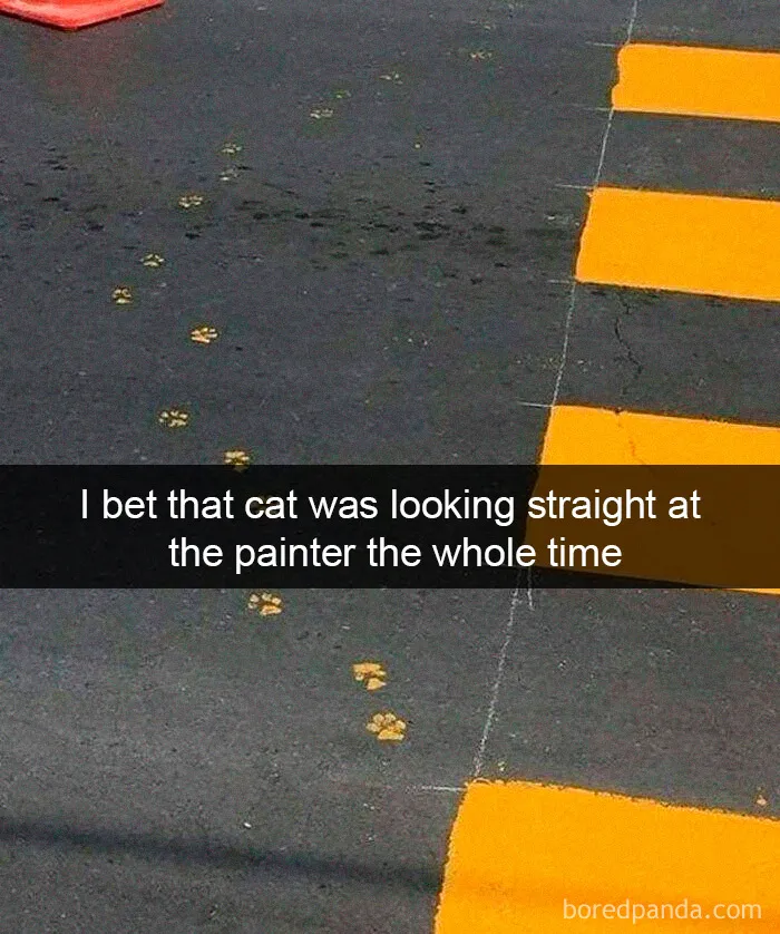 40 Hilarious Cat Snapchats That Will Leave You With The Biggest Smile (New Pics)