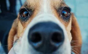 We Photograph Dogs Of Strangers On The Streets Of Lithuania – The Country With The Most Canines In The EU (30 Pics)
