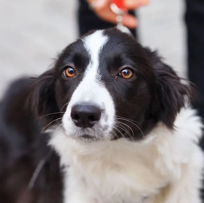Orka, 5-Month-Old, Border Collie