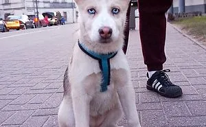 We Photograph Dogs Of Strangers On The Streets Of Lithuania – The Country With The Most Canines In The EU (30 Pics)