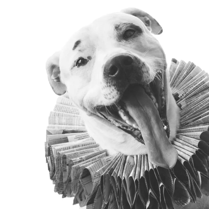 I Upcycle Paper Into Cute Hats For Dogs