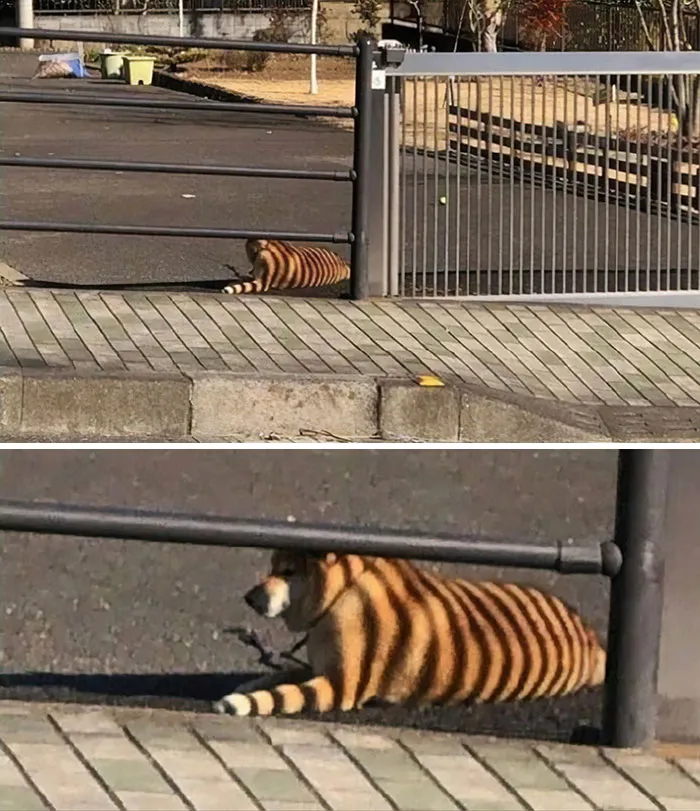 Whoa! I Just Saw This Almost Exact Same Dog Outside Of My Car!!