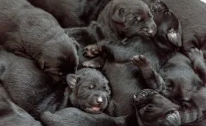 Our Family Adopted A Young Labrador And She Surprised Us With 12 Puppies