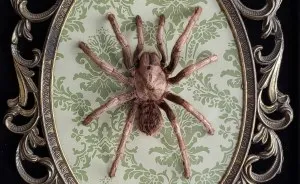 I Create Baroque And Gothic Wall Mounts Out Of Taxidermied Spiders