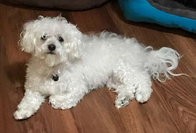 Dog Abandoned At A Vet Clinic Barely Even Looked Like A Dog At All