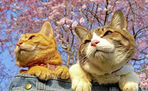 Owner Takes His 2 Cats On His Travels Around Japan And Their Instagram Is Purrfect