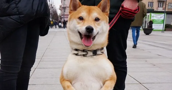 We Photograph Dogs Of Strangers On The Streets Of Lithuania – The Country With The Most Canines In The EU (30 Pics)