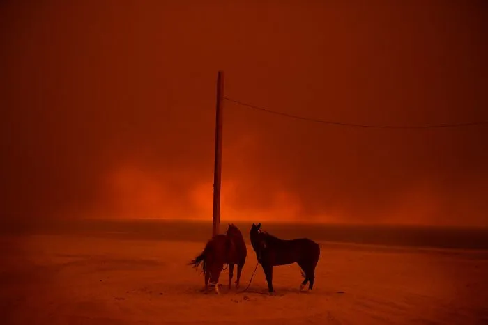 Medio ambiente, "Evacuados", Wally Skalij