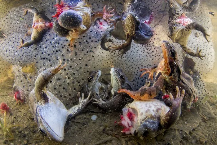 Nature, Singles, 1st Prize, "Harvesting Frogs’ Legs" By Bence Máté