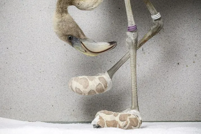 Naturaleza, "Calcetines para flamencos", V