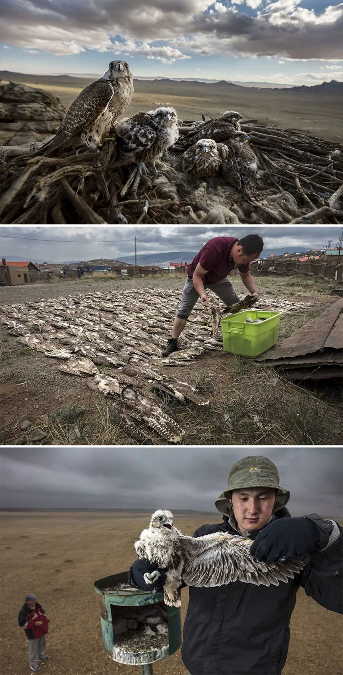 Nature, Stories, 1st Prize, "Falcons And The Arab Influence" By Brent Stirton