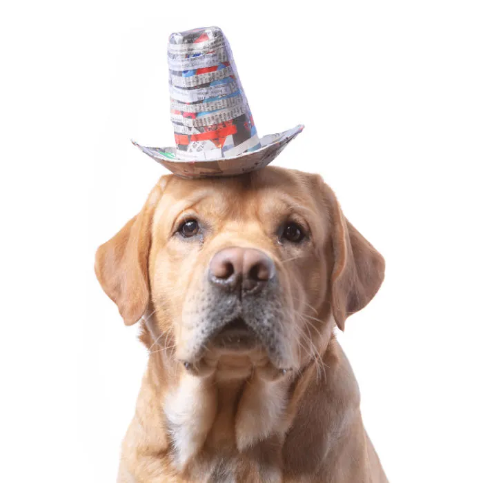 I Upcycle Paper Into Cute Hats For Dogs