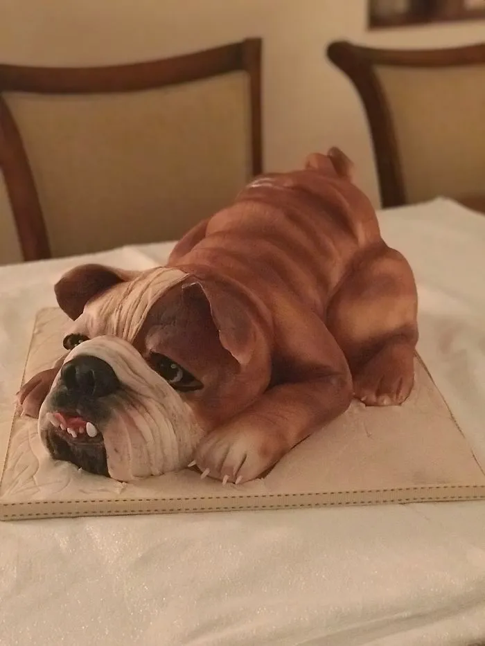 My First English Bulldog