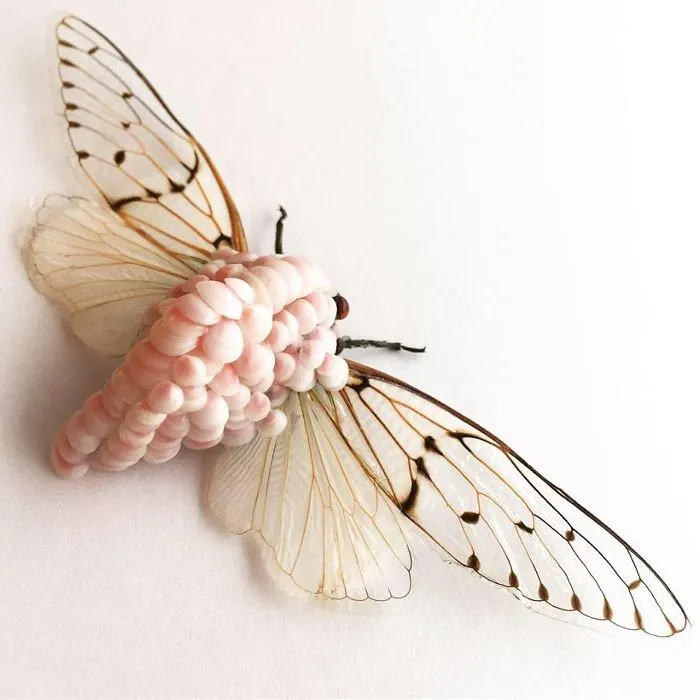 Cicada Art - Body Armour 8