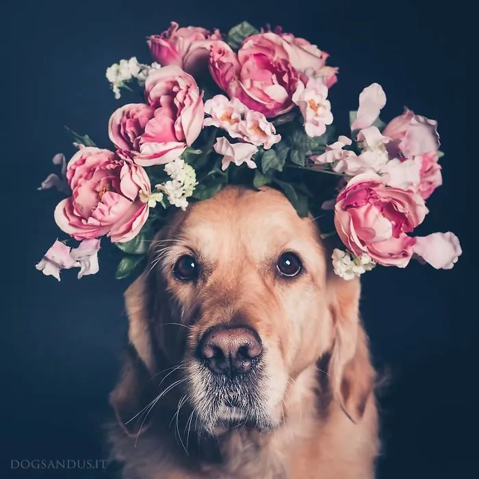We Capture The Emotions Dogs Express With Their Faces (24 Pics)