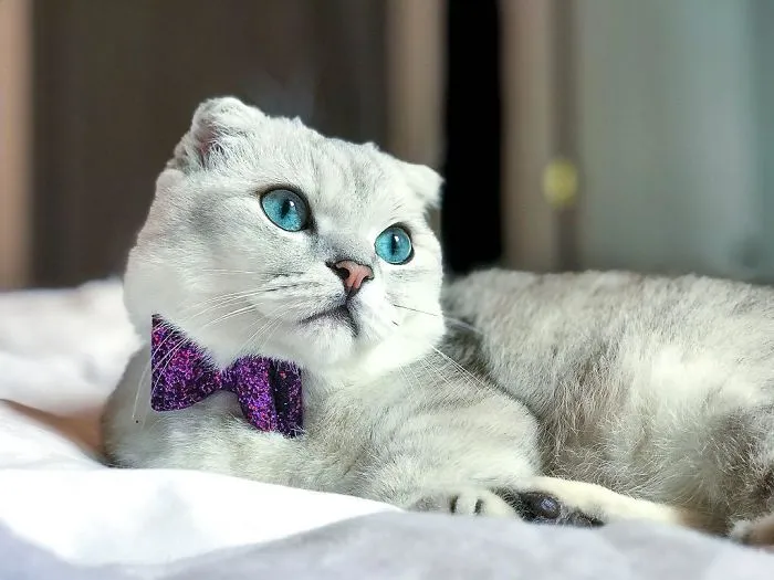 "Is My Bowtie Straight?"