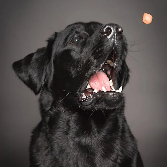 Dog Faces
