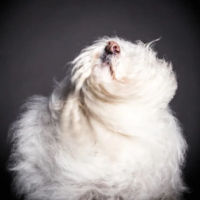 We Capture The Emotions Dogs Express With Their Faces (24 Pics)