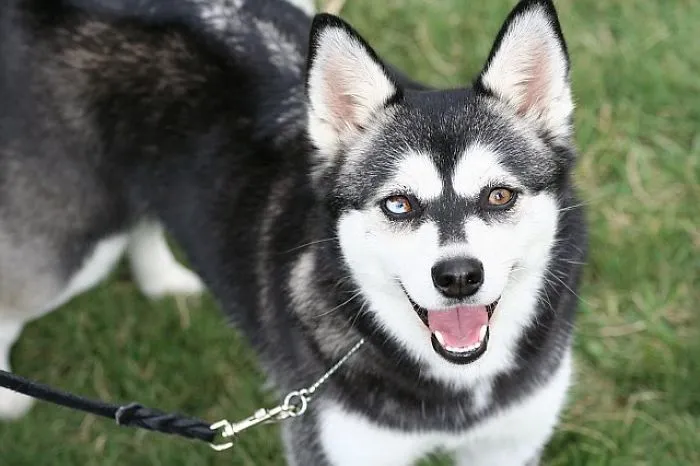 The Alaskan Klee Kai, A Wonderful Dog!