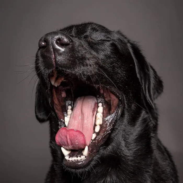 We Capture The Emotions Dogs Express With Their Faces (24 Pics)