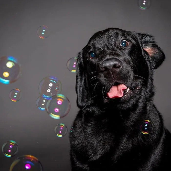 We Capture The Emotions Dogs Express With Their Faces (24 Pics)