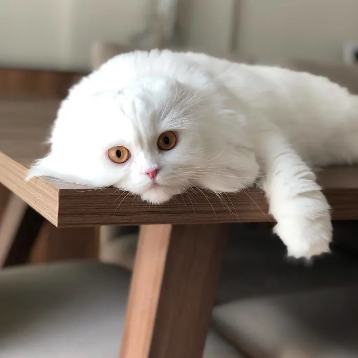 Beautiful Misa The Scottish Fold Cat