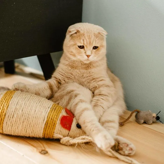 Mr. Mouse In A Deep Life Rethinking