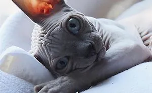 30 Adorable Sphynx Kittens to Make You Absolutely Obsessed With Them