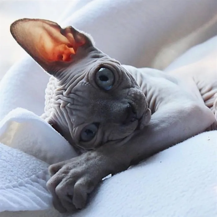 Good Morning From a Furless Cat