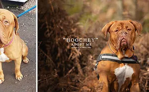 I Photograph Shelter Dogs Out Of Their Kennels To Help Potential Adopters Imagine Them In An Everyday Scenario (19 Pics)