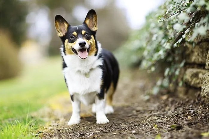 A Mysterious History About The Pembroke Welsh Corgi.