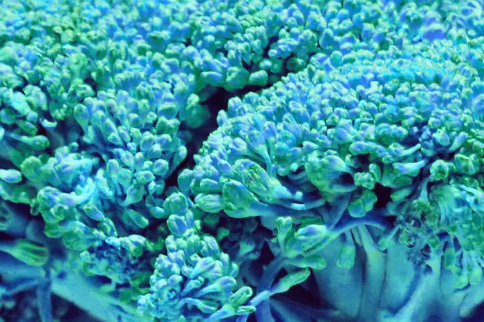 Coral Reefs Or Broccoli?