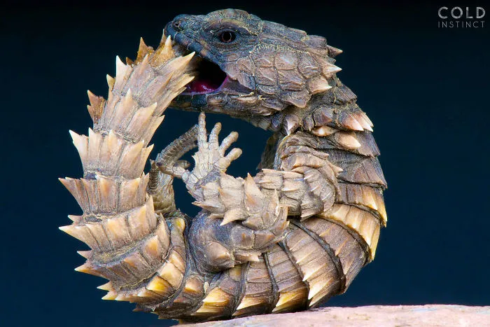 Cordylus Cataphracus